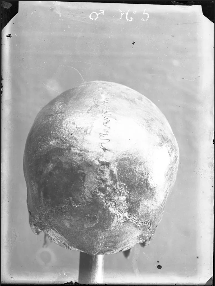 Cráneo vista posterior. (cráneo n° 5)