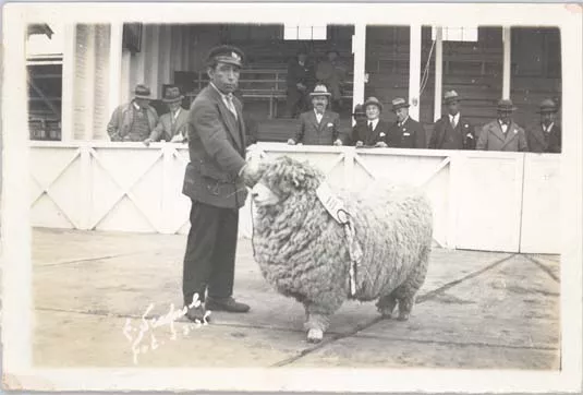 Ovino