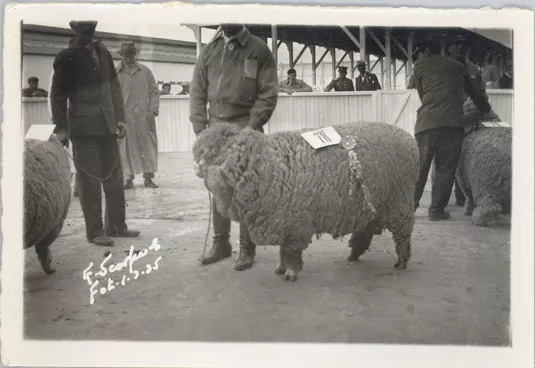 Exposición ovina
