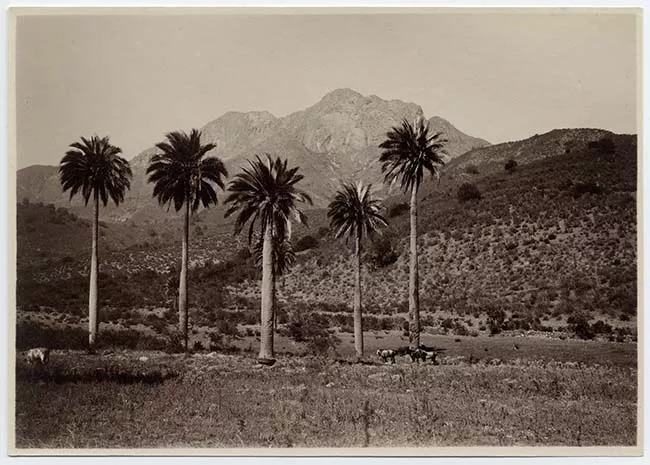 Paisaje natural de cerros y palmas