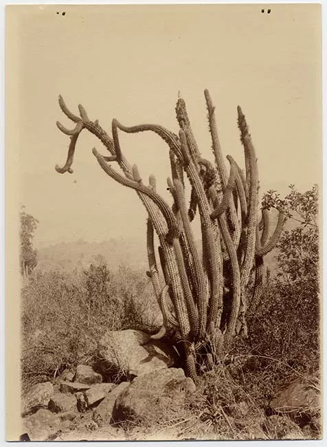 Paisaje natural con quisco