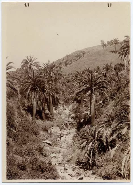 Paisaje natural con palmas chilenas