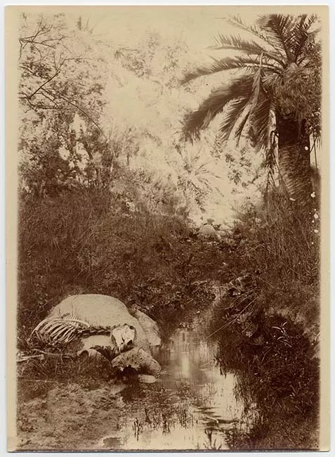 Paisaje natural con arroyo y osamentas animales