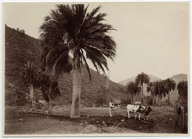 Arando la tierra
