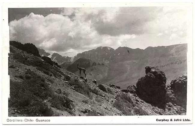 Guanaco en cordillera