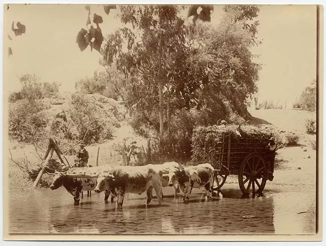 Vacas tirando carreta sobre riachuelo