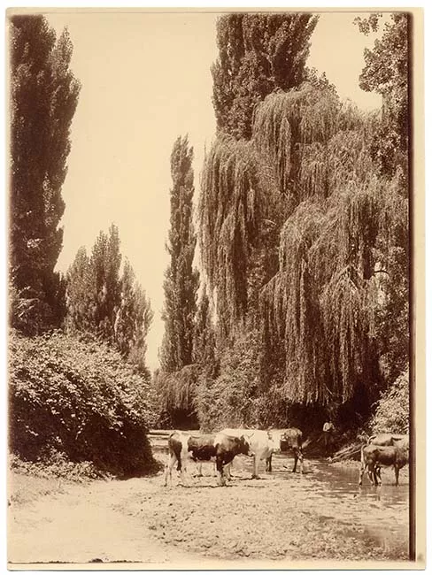 Paisaje natural con vacas