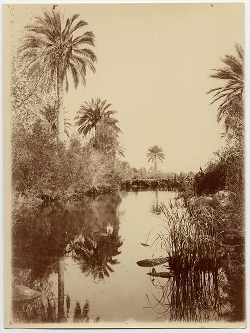 Paisaje natural con lago y palmas