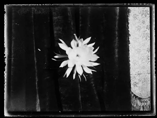 Flor sobre cortina