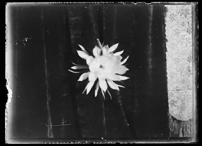 Flor sobre cortina