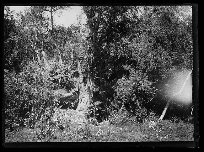 Árbol en paisaje natural