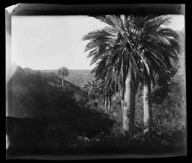 Paisaje natural con palmas