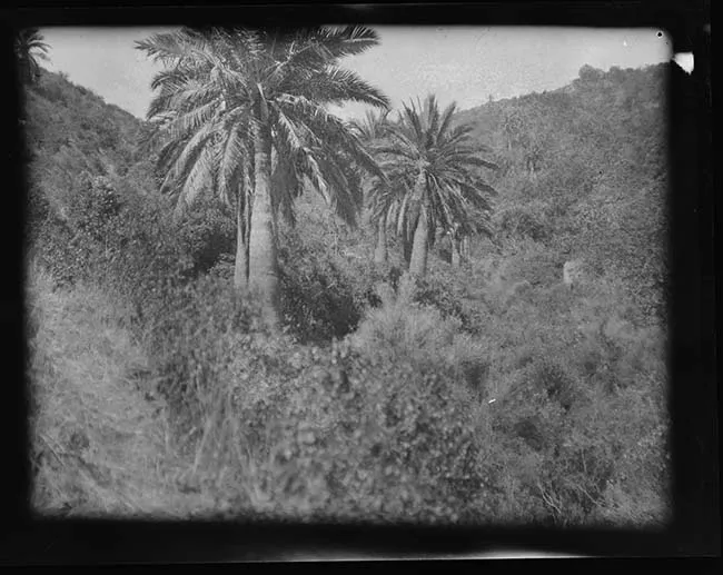 Paisaje natural con palmas chilenas