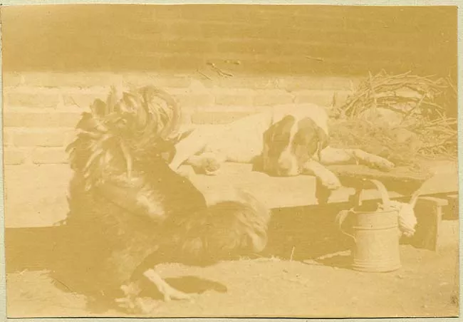 Gallo y perro
