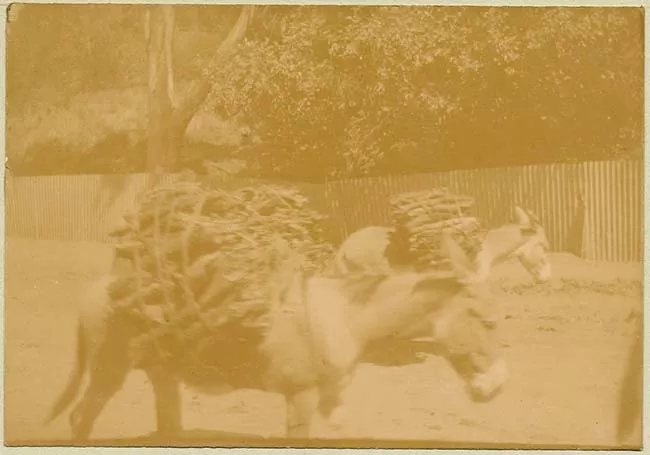 Burros en camino de tierra