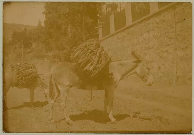 Burros en camino de tierra