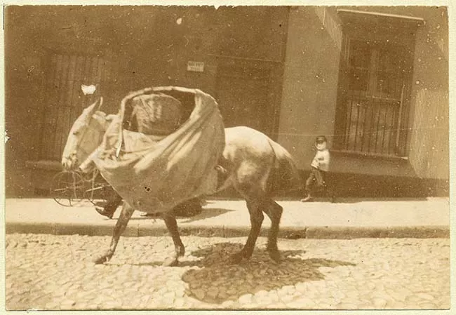Caballo de carga