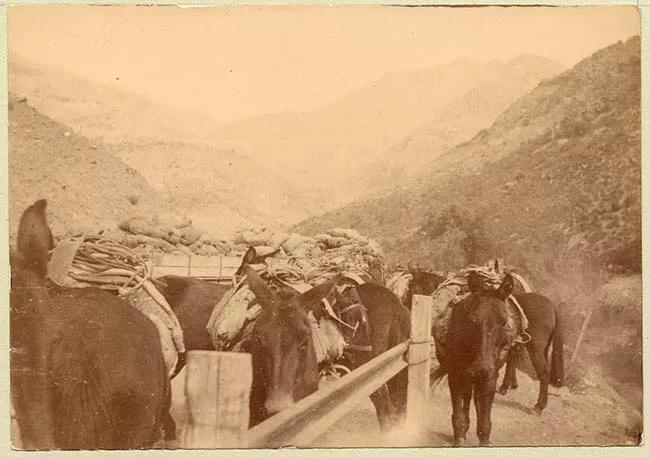 Caballos en paisaje rural