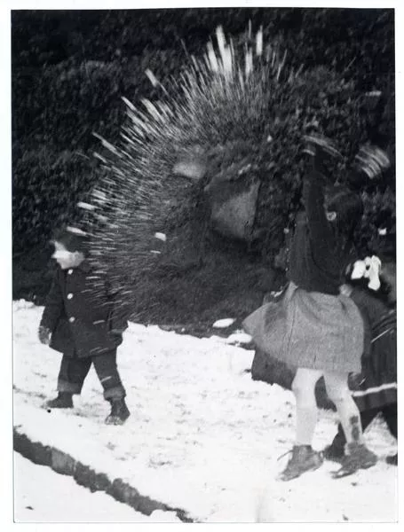 Movimiento congelado [dos niños juegan en la nieve]  [fotografía] Domingo Ulloa.