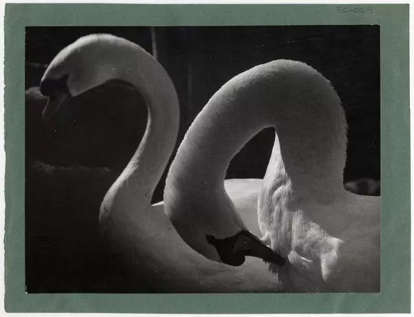 [Cisnes]  [fotografía] Domingo Ulloa.