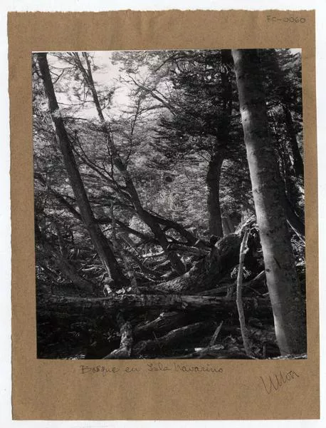 Bosque en Isla Navarino  [fotografía] Domingo Ulloa.