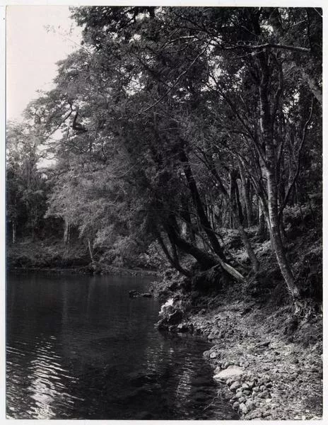 [Bosque ribereño; Río Bueno]  [fotografía] Domingo Ulloa.