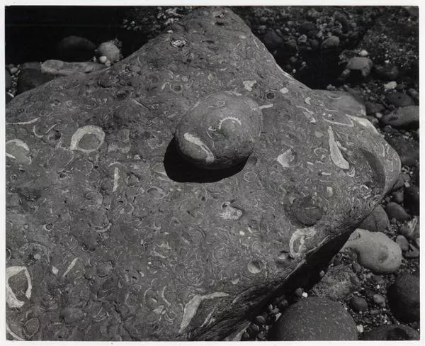 Piedras con incrustaciones de moluscos, en la Provincia de Bío-Bío  [fotografía] Antonio Quintana.