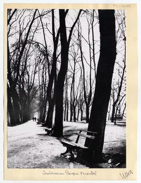 Invierno en Parque Forestal  [fotografía] Domingo Ulloa.