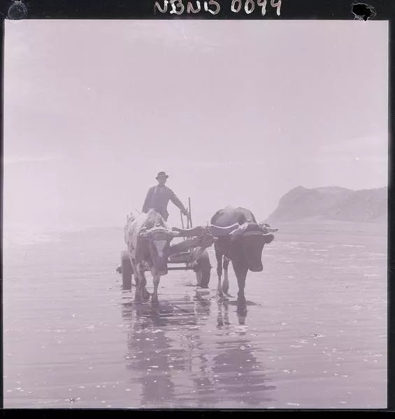 [Campesino y su carreta con yunta de bueyes; orilla de un río]  [fotografía] Ignacio Hochhäusler.
