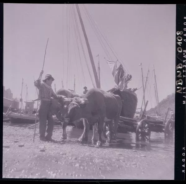 [Carreta tirada por una yunta de bueyes traslada un bote]  [fotografía] Ignacio Hochhäusler.
