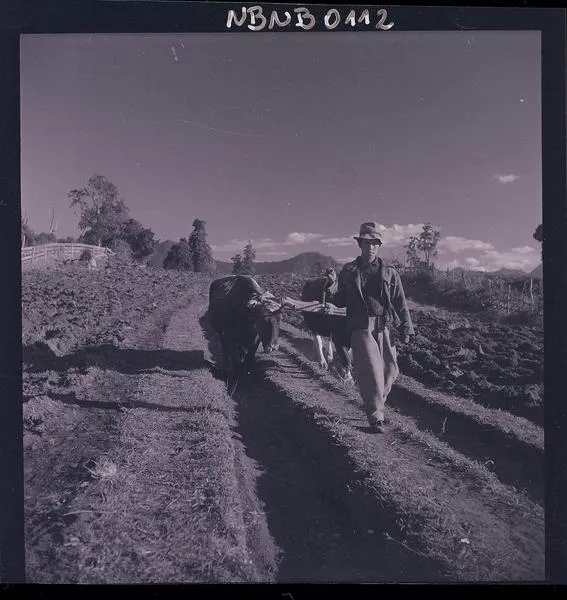 [Campesino con dos bueyes abre surcos en la tierra]  [fotografía] Ignacio Hochhäusler.