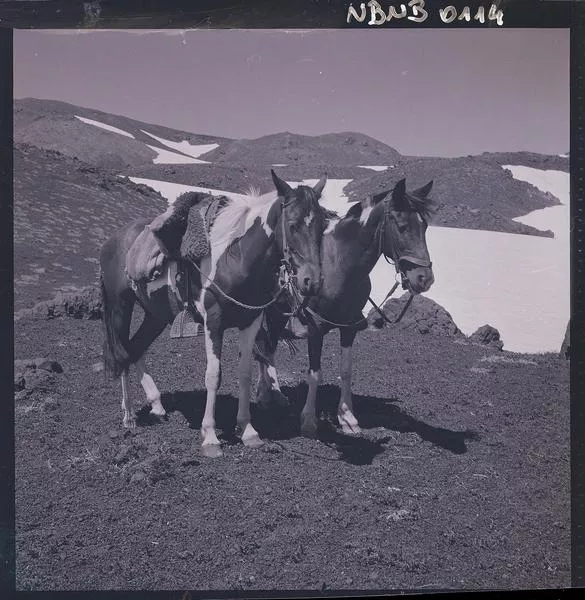 [Dos caballos ensillados en un valle nevado]  [fotografía] Ignacio Hochhäusler