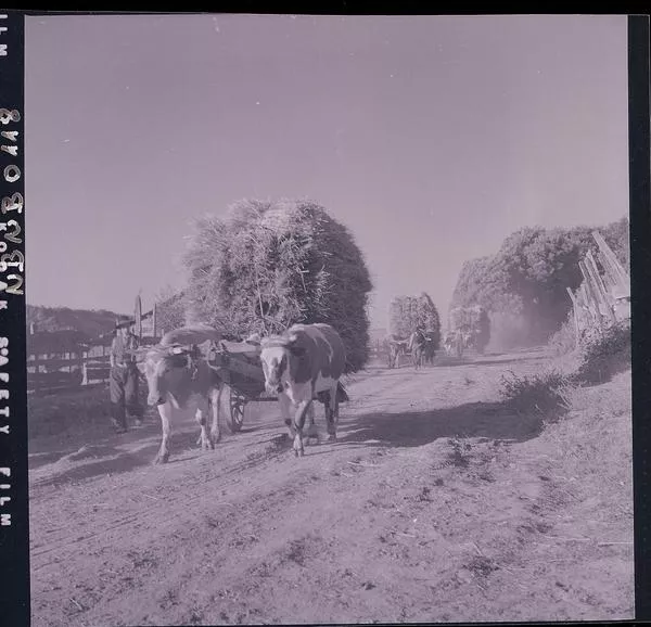 [Yuntas de bueyes cargadas con fardos de pasto]  [fotografía] Ignacio Hochhäusler