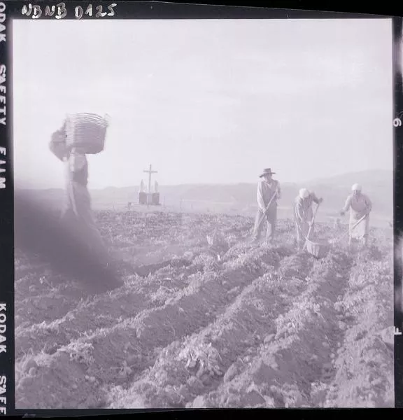 [Campesinos trabajan la tierra; en segndo plano, Cristo en la cruz y dos imágenes sacras]  [fotografía] Ignacio Hochhäusler.