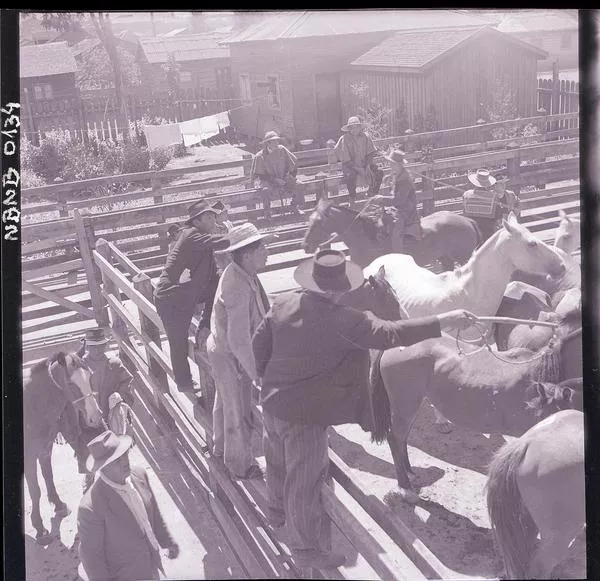 [Criadero de caballos corraleros]  [fotografía] Ignacio Hochhäusler.