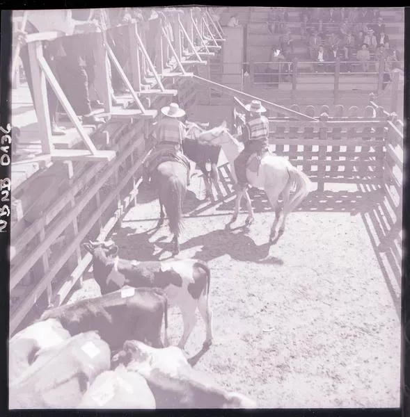 [Rodeo campesino chileno]  [fotografía] Ignacio Hochhäusler.