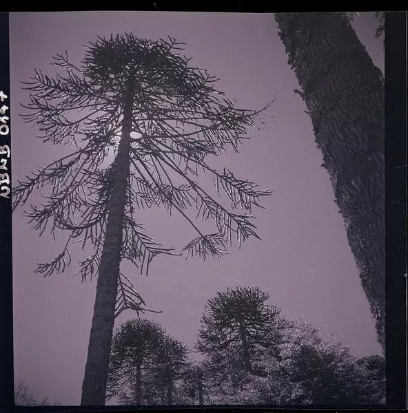 [Araucarias]  [fotografía] Ignacio Hochhäusler.