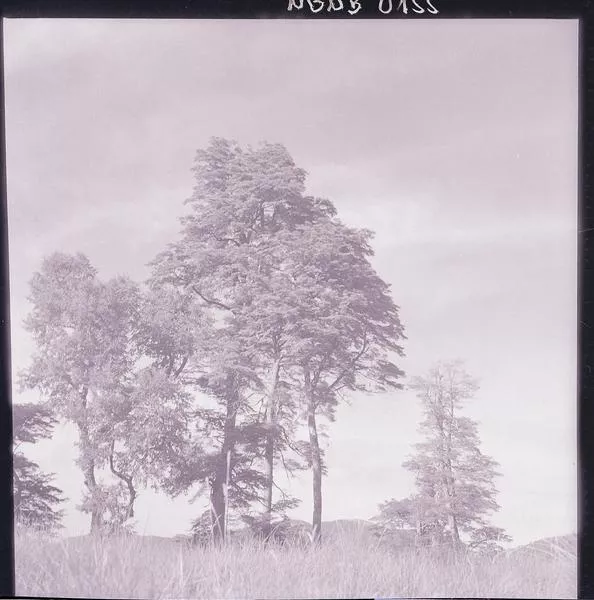[Paisaje campestre]  [fotografía] Ignacio Hochhäusler.