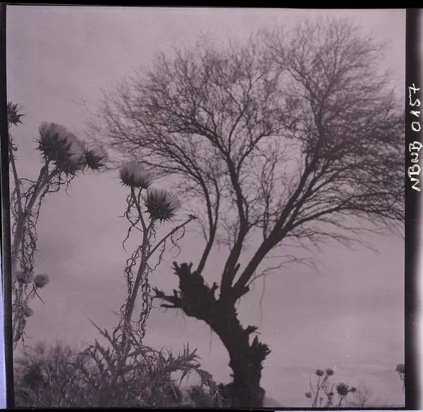 [Arbol y flores silvestres]  [fotografía] Ignacio Hochhäusler.