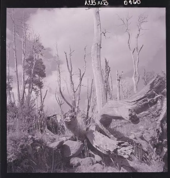 [Bosque desnudo, deforestación]  [fotografía] Ignacio Hochhäusler.