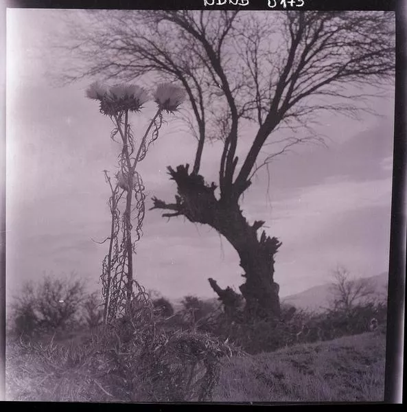 [Arbol y flores silvestres]  [fotografía] Ignacio Hochhäusler.