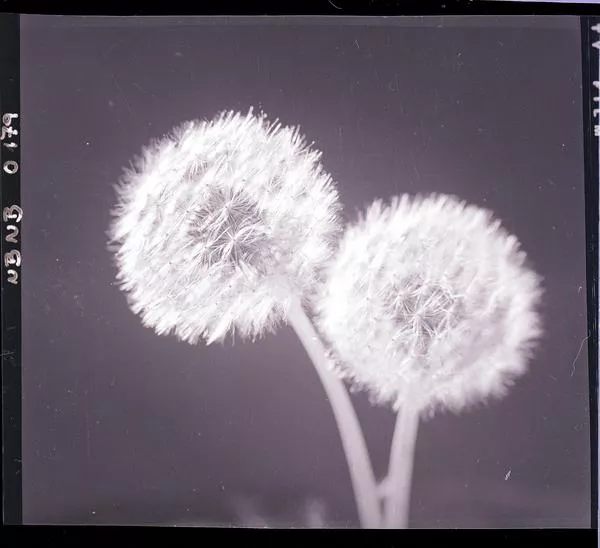 Diente de león  [fotografía] Ignacio Hochhäusler.