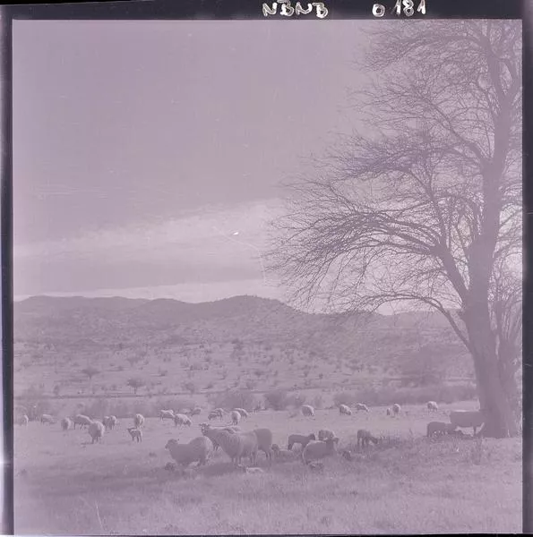 [Rebaño de ovejas pastan y descansan en el campo]  [fotografía] Ignacio Hochhäusler,