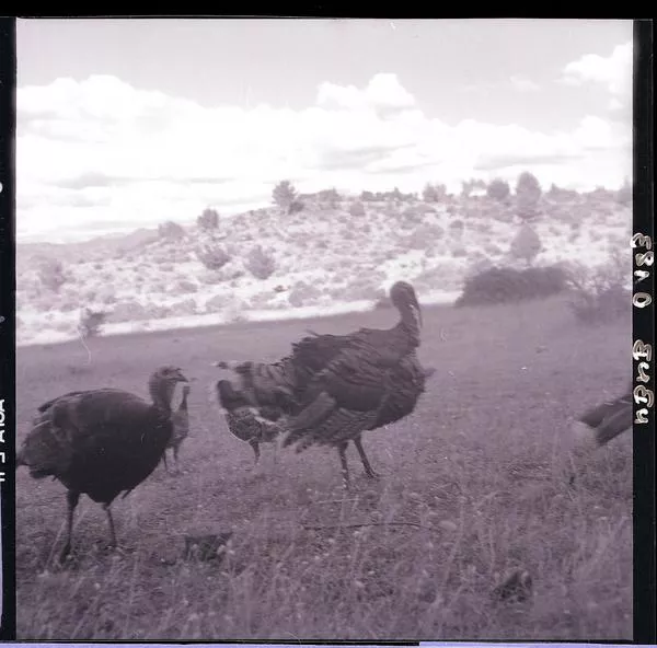 [Pavos en el campo]  [fotografía] Ignacio Hochhäusler,