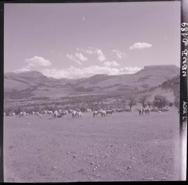 [Rebaño de ovejas pastan y descansan en el campo]  [fotografía] Ignacio Hochhäusler.