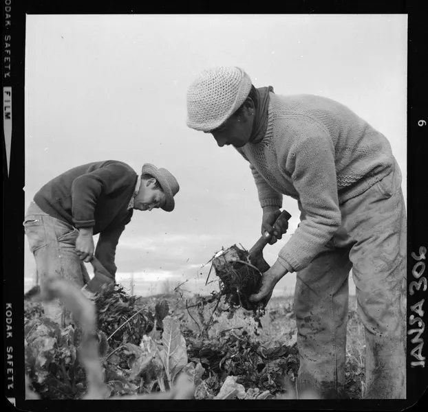 [Iansa (Chile) : Planta Linares; cosecha de remolacha azucarera] [fotografía] Luis Ladrón de Guevara.