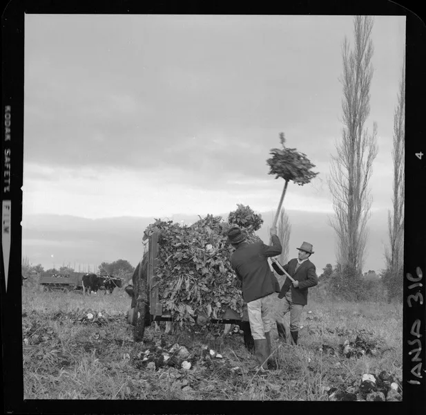 [Iansa (Chile) : Planta Linares; cosecha de remolacha azucarera] [fotografía] Luis Ladrón de Guevara.