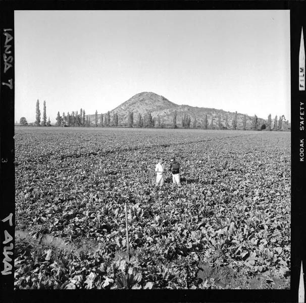 [Iansa (Chile) : Investigacion agrícola sobre análisis de crecimiento y desarrollo en los cultivos de remolacha azucarera] [fotografía] Luis Ladrón de Guevara.