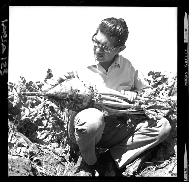 [Iansa (Chile) : Investigacion agrícola sobre análisis de crecimiento y desarrollo en los cultivos de remolacha azucarera] [fotografía] Luis Ladrón de Guevara.