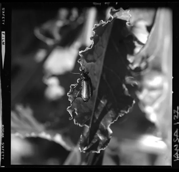 [Iansa (Chile) : Hoja de remolacha] [fotografía] Luis Ladrón de Guevara.